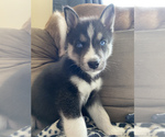 Small Photo #1 Siberian Husky Puppy For Sale in LEESBURG, VA, USA