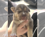 Small #1 Mutt