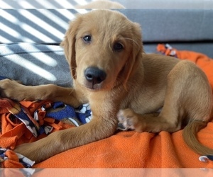 Golden Retriever Puppy for sale in CASTLETON, IN, USA
