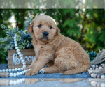 Puppy Kyra Golden Retriever