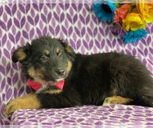 Border-Aussie Puppy for sale in LANCASTER, PA, USA