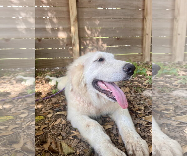 Medium Photo #4 Great Pyrenees Puppy For Sale in Spring, TX, USA
