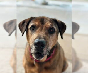 Mutt Dogs for adoption in Oak Bluffs, MA, USA