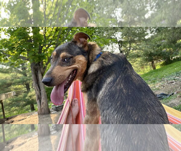 Medium Photo #18 Mutt Puppy For Sale in Brooklyn Center, MN, USA