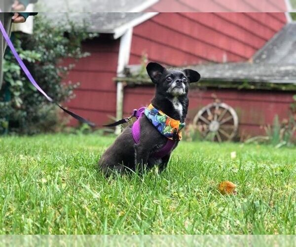 Medium Photo #2 Chihuahua-Unknown Mix Puppy For Sale in WESTHAMPTON, MA, USA