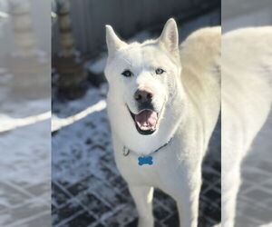 Huskies -Unknown Mix Dogs for adoption in Plainfield, IL, USA