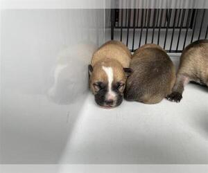 Labrador Retriever Dogs for adoption in Houston, TX, USA