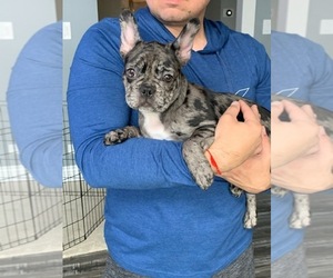 French Bulldog Puppy for sale in BLOOMINGDALE, IL, USA