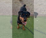Small Rottweiler
