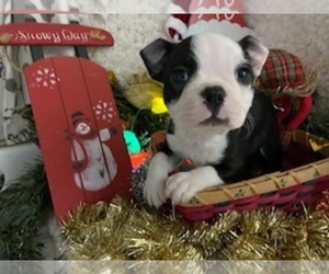 Boston Terrier Puppy for sale in CRKD RVR RNCH, OR, USA