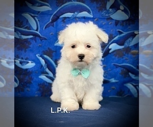 Maltese Puppy for sale in WINNSBORO, LA, USA