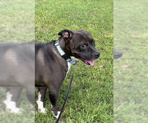 Butch - Male American Pit Bull Terrier-American Staffordshire Terrier Mix Dog for Adoption - Photo #3
