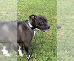 Small Photo #3 American Pit Bull Terrier-American Staffordshire Terrier Mix Puppy For Sale in Southbury, CT, USA
