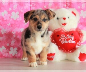 German Shepherd Dog-Welsh Cardigan Corgi Mix Puppy for sale in APPLE CREEK, OH, USA