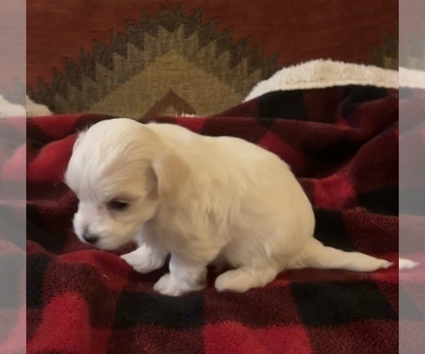Medium Photo #9 Havanese Puppy For Sale in WICKENBURG, AZ, USA