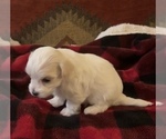 Small Photo #9 Havanese Puppy For Sale in WICKENBURG, AZ, USA
