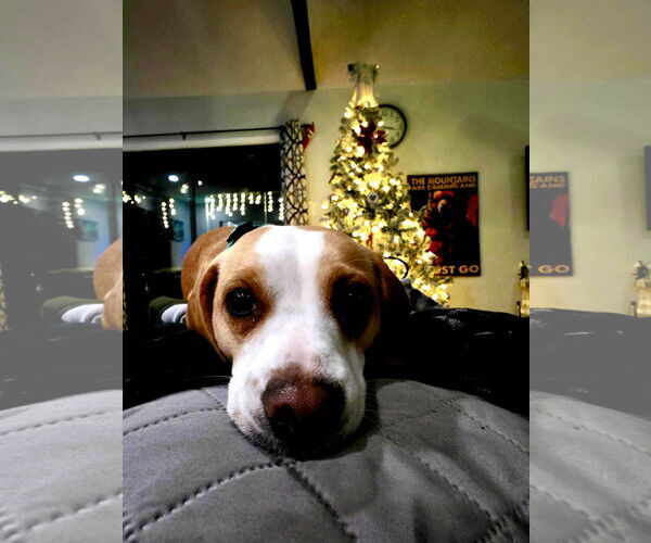 Medium Photo #3 Cheagle Puppy For Sale in Landenberg, PA, USA