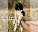 Puppy Andi Poodle (Standard)
