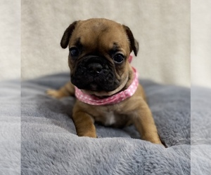 French Bulldog Puppy for sale in CHESAPEAKE, VA, USA