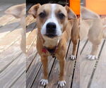 Small #2 Mountain Cur Mix