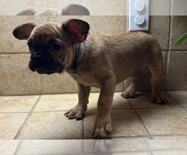 Medium Photo #34 American Bullnese-French Bulldog Mix Puppy For Sale in DISCOVERY BAY, CA, USA