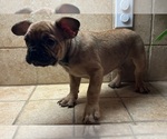 Small #16 American Bullnese-French Bulldog Mix