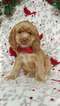 Small Photo #3 Cocker Spaniel Puppy For Sale in EDEN, PA, USA