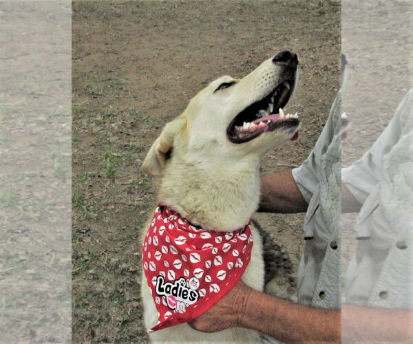 Medium Photo #6 Siberian Husky-Unknown Mix Puppy For Sale in Godley, TX, USA
