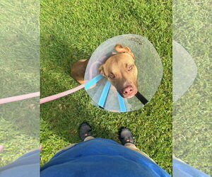 Labrador Retriever-Unknown Mix Dogs for adoption in Virginia Beach, VA, USA