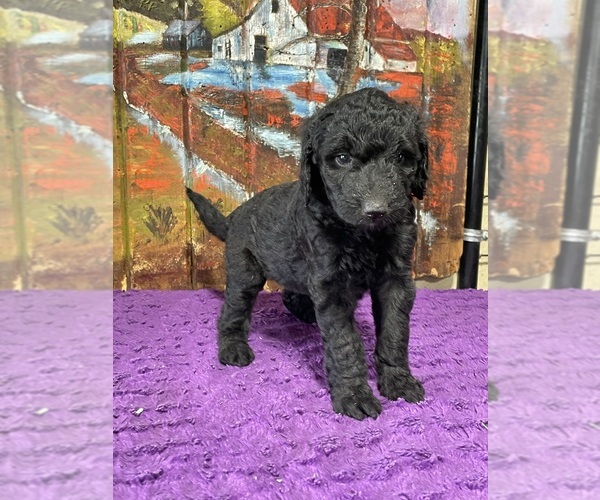 Medium Photo #2 Labradoodle Puppy For Sale in CRAIG, NE, USA