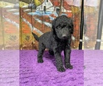 Small #1 Labradoodle