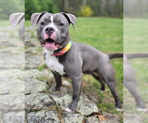 American Pit Bull Terrier Dogs for adoption in Westminster, MA, USA