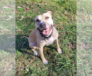 American Pit Bull Terrier-Unknown Mix Dogs for adoption in Spotsylvania, VA, USA