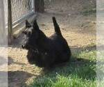 Small Photo #3 Scottish Terrier Puppy For Sale in WHITEWOOD, SD, USA