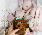Small #4 Poodle (Toy)