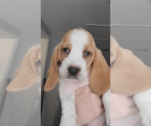 Basset Hound Puppy for sale in MIDDLEBURG, FL, USA