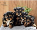 Small Photo #2 Yorkshire Terrier Puppy For Sale in LOGANTON, PA, USA