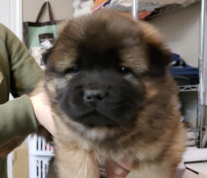Medium Photo #8 Chow Chow Puppy For Sale in DECATUR, IL, USA