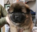Small Photo #8 Chow Chow Puppy For Sale in DECATUR, IL, USA