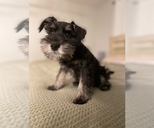 Schnauzer (Miniature) Puppy for sale in FAYETTEVILLE, NC, USA