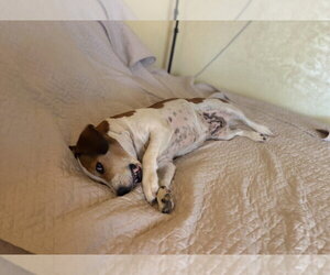 Patches - Female Beagle-Unknown Mix Dog for Adoption - Photo #4