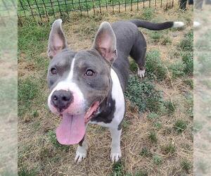 American Staffordshire Terrier-Unknown Mix Dogs for adoption in San Antonio, TX, USA
