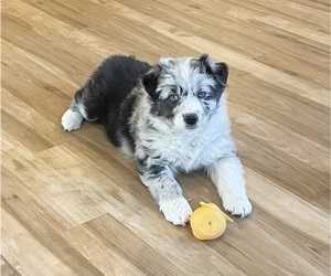 Australian Shepherd Puppy for sale in BERESFORD, SD, USA