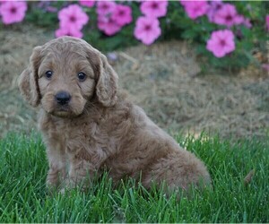 Goldendoodle-Poodle (Miniature) Mix Puppy for sale in FREDERICKSBG, OH, USA