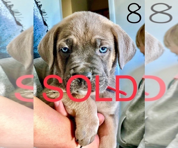 Medium Photo #40 Cane Corso Puppy For Sale in HESPERIA, CA, USA