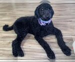 Small Photo #8 Poodle (Standard) Puppy For Sale in Valrico, FL, USA