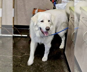 Drake - Male Great Pyrenees Dog for Adoption - Photo #3