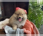 Small Photo #4 Pomeranian Puppy For Sale in BENTON, IL, USA