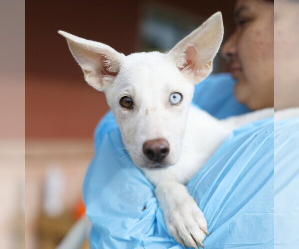 Medium Photo #1 Siberian Husky-Unknown Mix Puppy For Sale in San Antonio, TX, USA