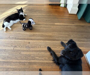 Tally - ADOPTED! - Female Border Collie-Unknown Mix Dog for Adoption - Photo #5